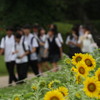 通学路脇に咲く