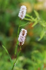 伊吹山の花(イブキトラノオ)