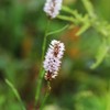 伊吹山の花(イブキトラノオ)