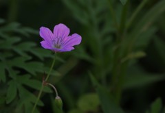 伊吹山の花(ハクサンフウロ)