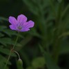 伊吹山の花(ハクサンフウロ)