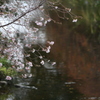 堀川の風景
