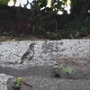 大阪城公園の野鳥達