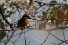 水辺の鳥（カワセミ）