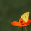 花に蝶