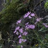 高原の花