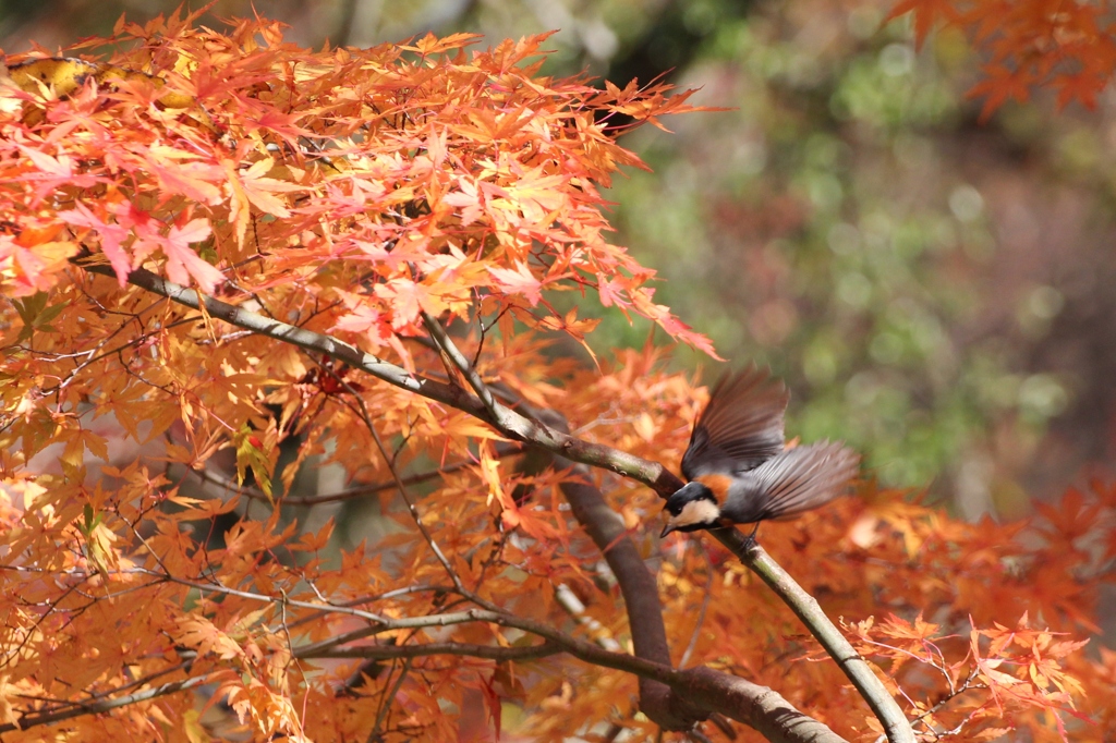 紅葉を廻る