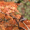 紅葉を廻る