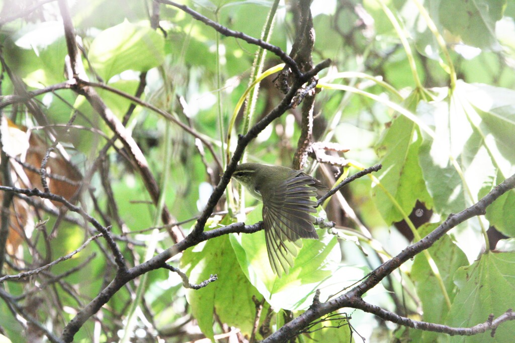 大阪城公園の野鳥達