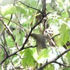 大阪城公園の野鳥達