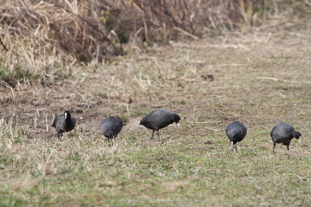 河川敷の野鳥（オオバン）