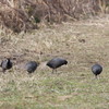 河川敷の野鳥（オオバン）