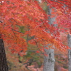 服部緑地紅葉