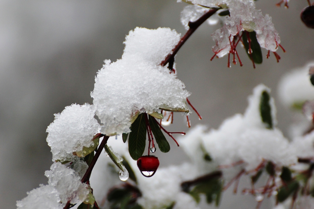 雪