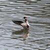 帰って来た渡り鳥達（ミコアイサ）