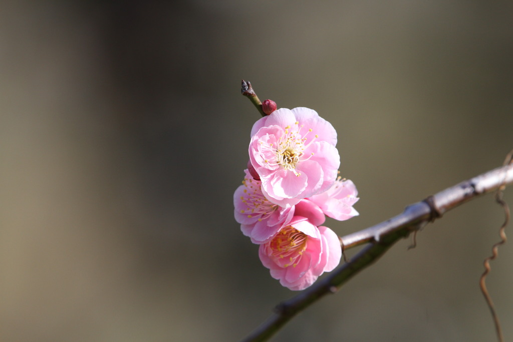 春の花