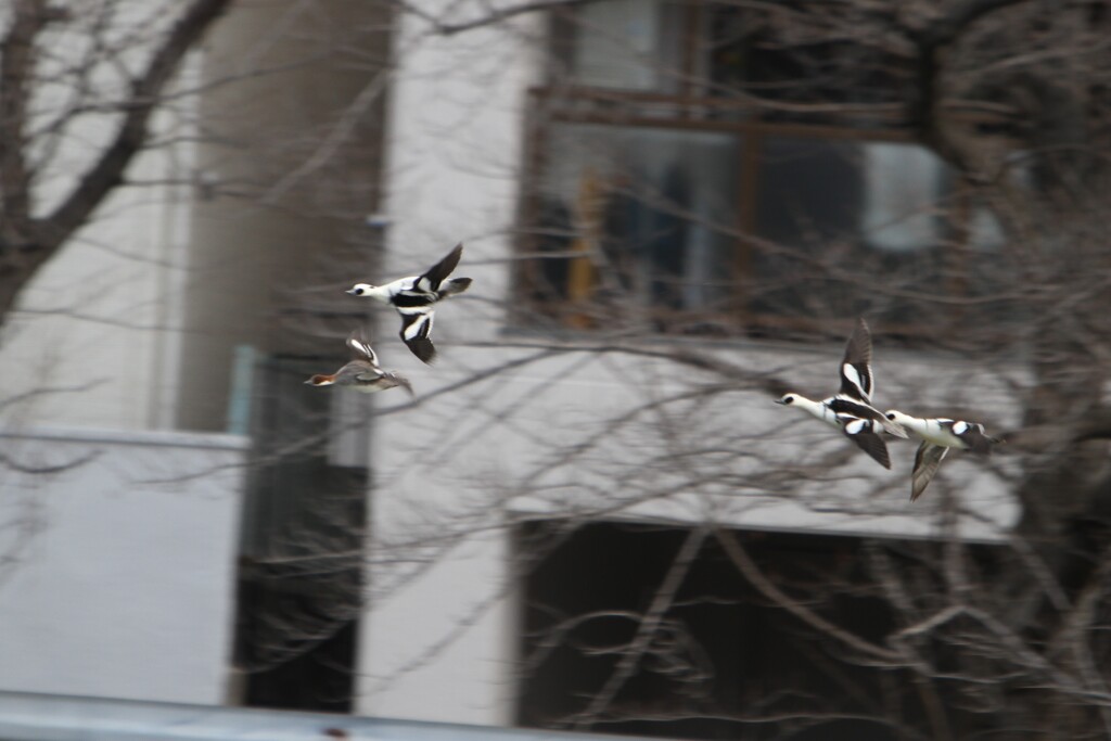 帰って来た渡り鳥達（ミコアイサ）