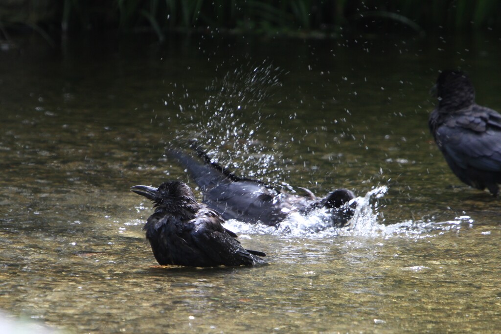 カラスの気持ちが分かる
