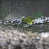 大阪城公園の野鳥達（メジロ）