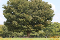 木陰で憩う