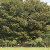 木陰で憩う