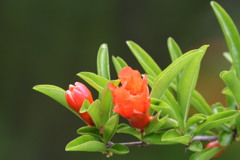 ザクロの花