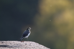 大阪城公園の野鳥達