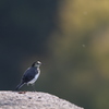 大阪城公園の野鳥達
