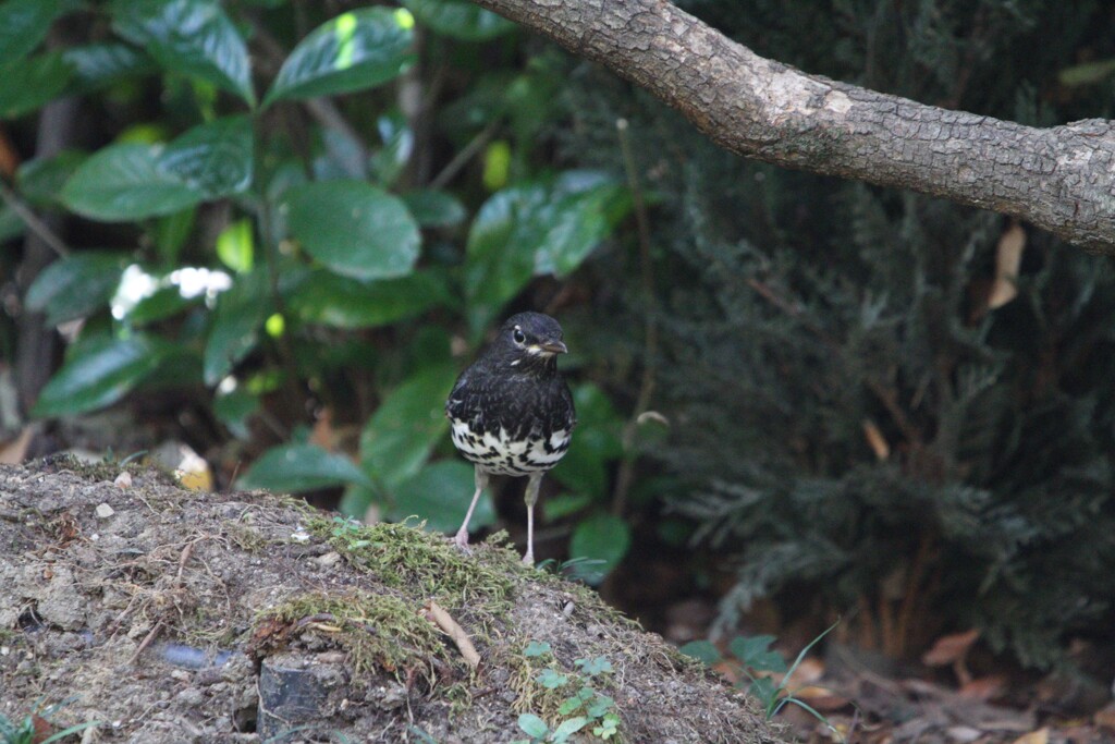 大阪城公園の野鳥達（クロツグミ）
