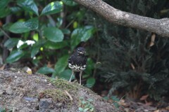 大阪城公園の野鳥達（クロツグミ）