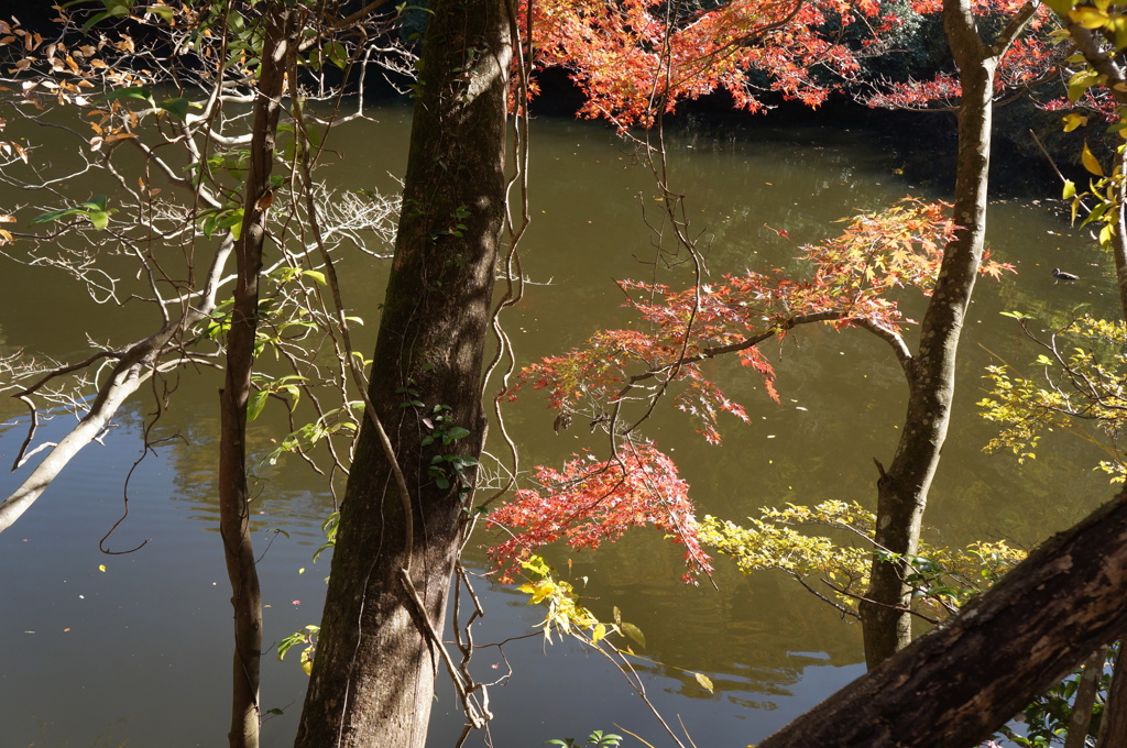 池に映える紅葉