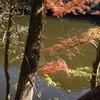 池に映える紅葉