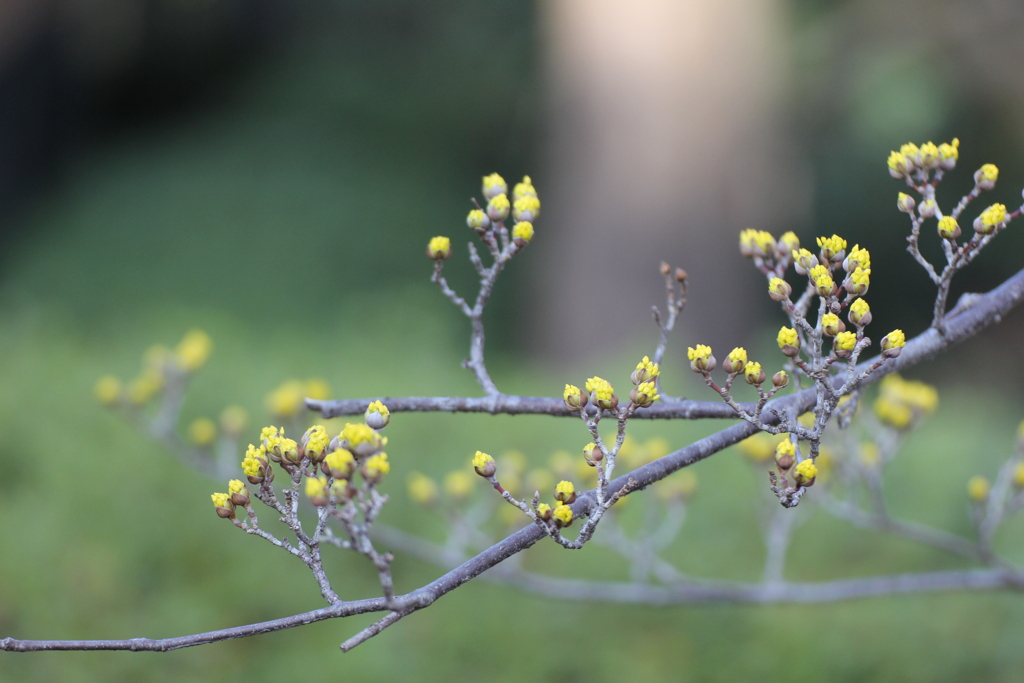 春を感じる花木