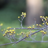 春を感じる花木