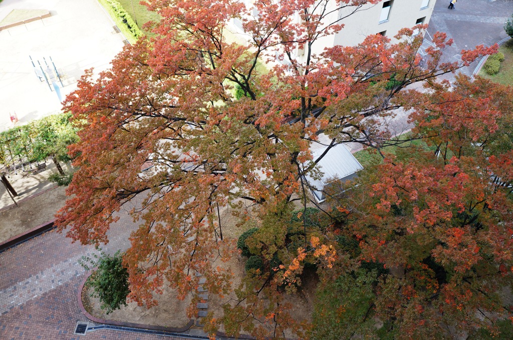 身近な紅葉