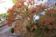 身近な紅葉