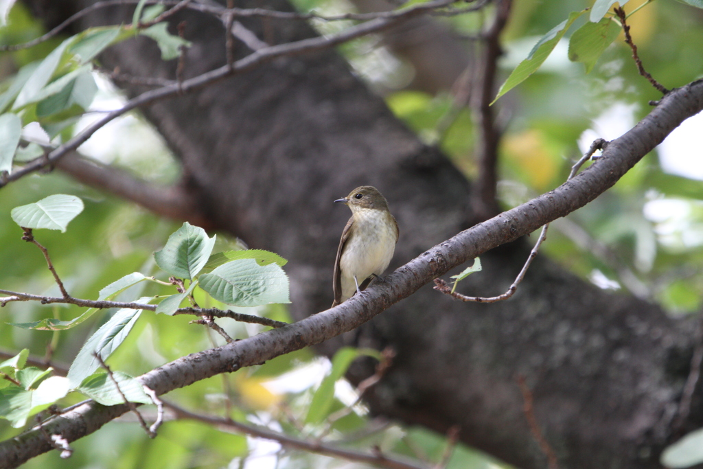 大阪城公園の野鳥達　4