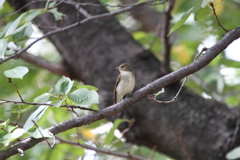 大阪城公園の野鳥達　4