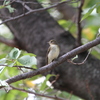 大阪城公園の野鳥達　4