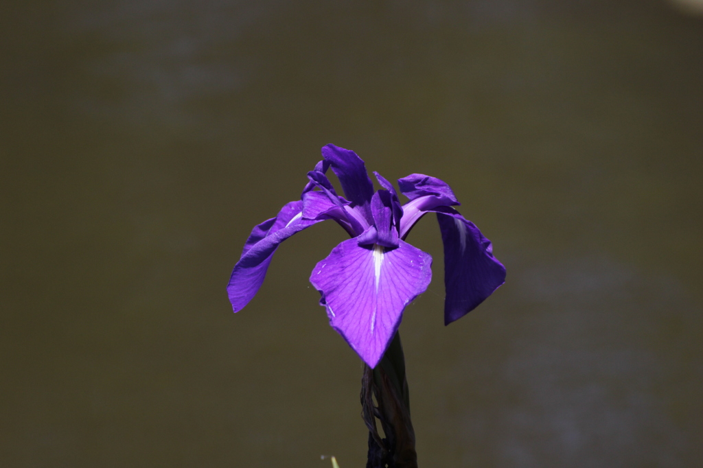 菖蒲