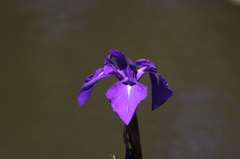 菖蒲