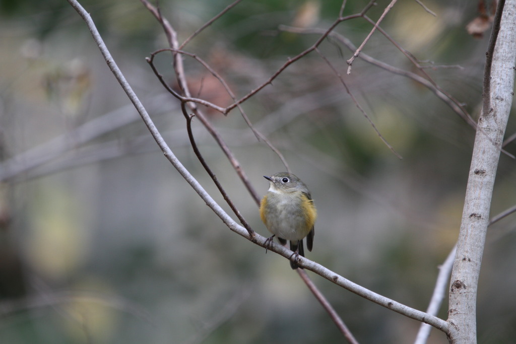 何を見てるのかな