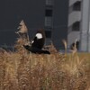 河川敷の野鳥（ハッカチョウ）
