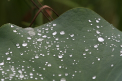 雨上がり