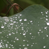 雨上がり