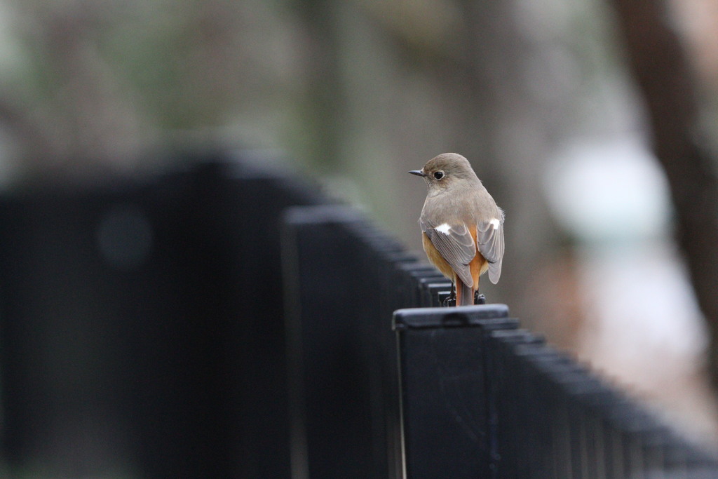 公園の野鳥