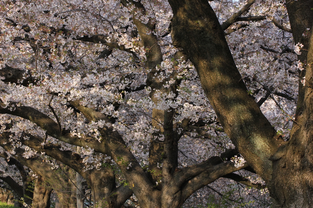 桜並木