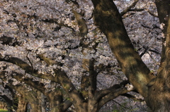 桜並木