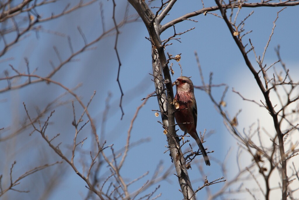 河川敷の野鳥