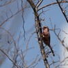 河川敷の野鳥